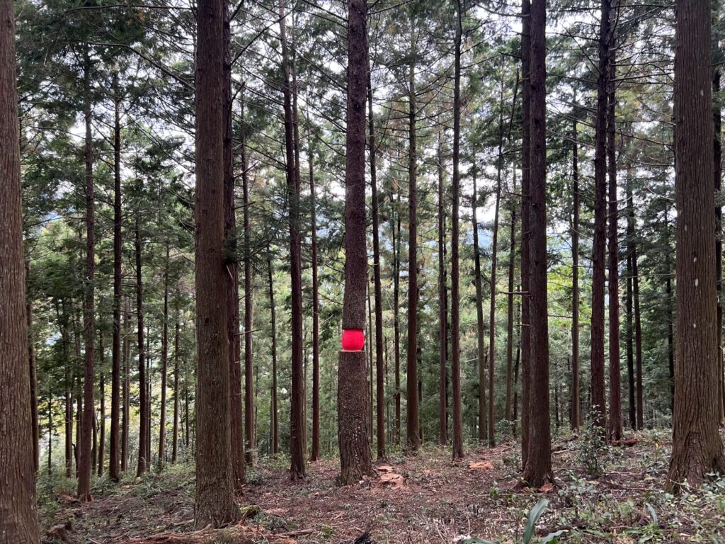 Wild heart_Japon_Ariane Patout