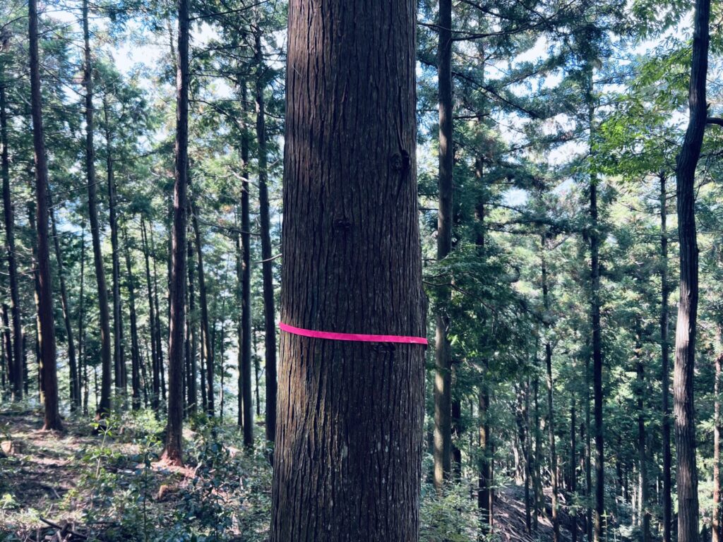 Wild heart_Japon_Ariane Patout